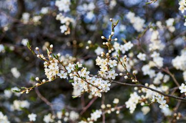 Almanya güzel Mirabelles bloom bahar.