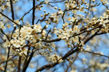 Almanya güzel Mirabelles bloom bahar.