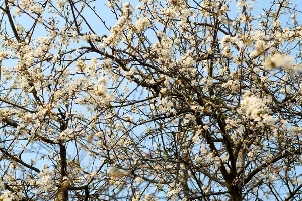 Mooie mirabellen bloeien in het voorjaar in Duitsland. — Stockfoto