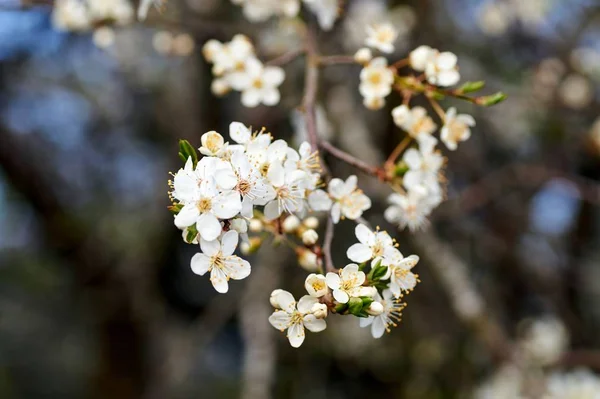 Belle floraison de Mirabelles au printemps en Allemagne . — Photo