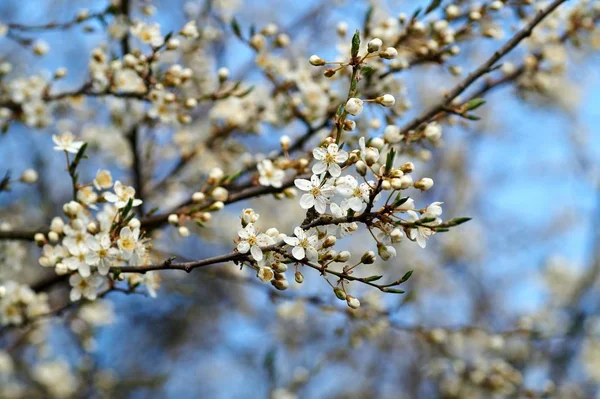 Mooie mirabellen bloeien in het voorjaar in Duitsland. — Stockfoto