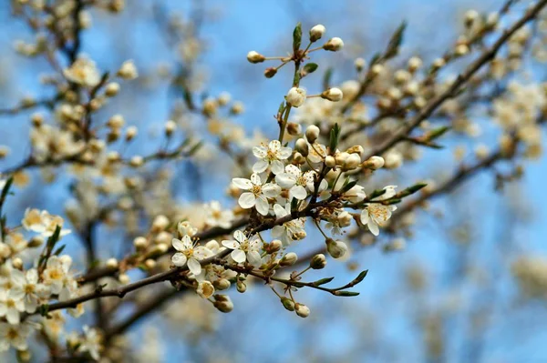 Almanya güzel Mirabelles bloom bahar.