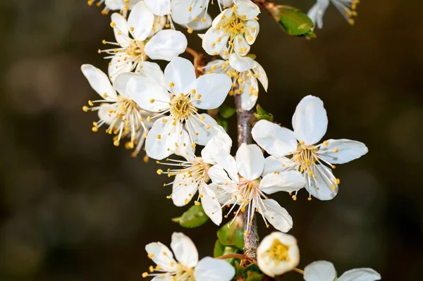 Belle floraison de Mirabelles au printemps en Allemagne . — Photo