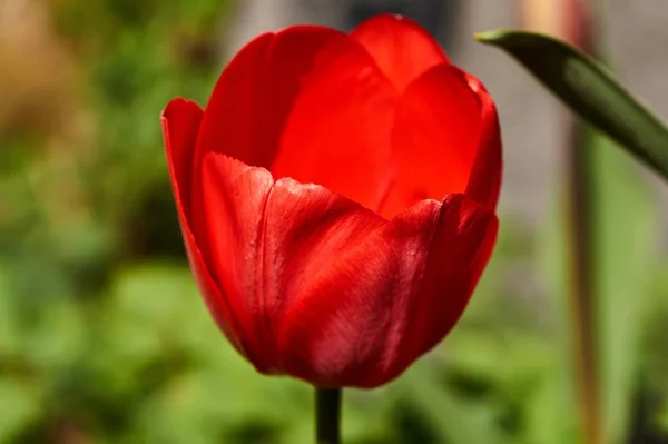 Des tulipes colorées au printemps dans le jardin — Photo