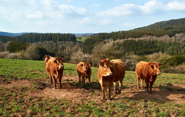 Mucche brune e bovini in un giorno di primavera in Germania . — Foto Stock