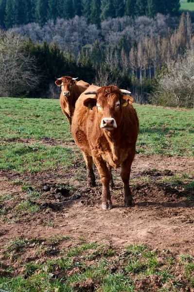Brown cows and cattle on a spring day in germany. Stock Picture