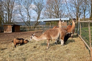 almanya'da bir çiftlikte lama ve keçi.