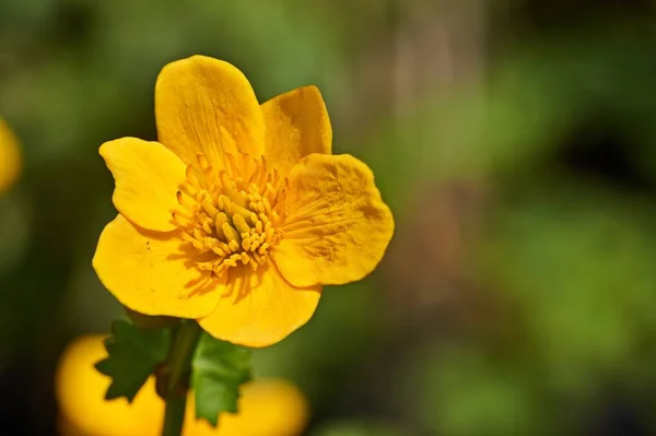 Fleurs jaunes de Ranunculus acris sur fond d'herbe verte. Macro . — Photo