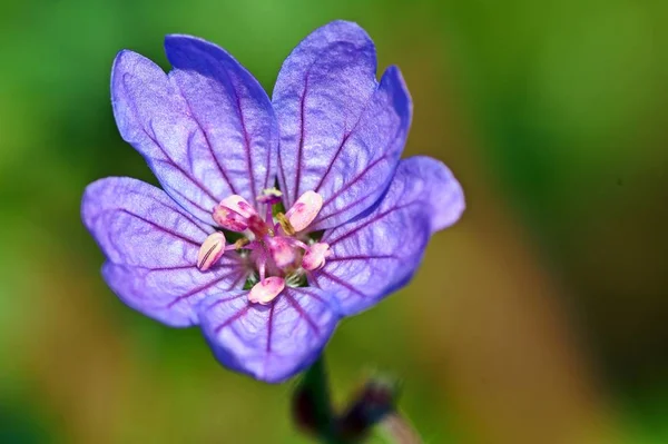 Piccolo fiore rosa su fondo verde - Geranio pusillum . — Foto Stock