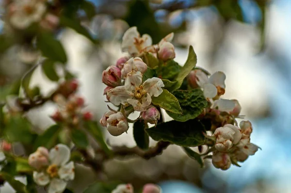 Apple tree branch flowers on blurred background. Closeup, selective focus.