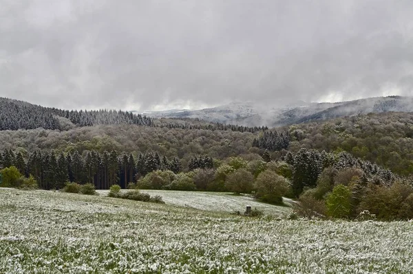 May, snowfall in spring in the Eifel in Germany — Stock Photo, Image