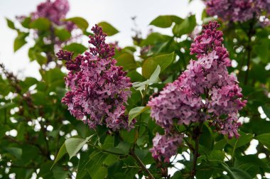 Bahçedeki mor leylak dalı seçici odak noktası