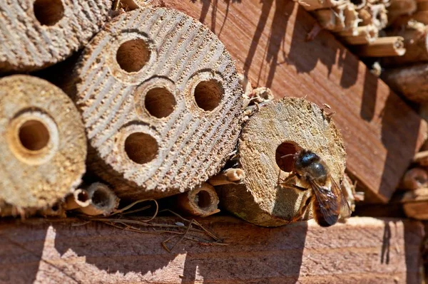 Red Mason abelha inspecionando um local de nidificação potencial — Fotografia de Stock