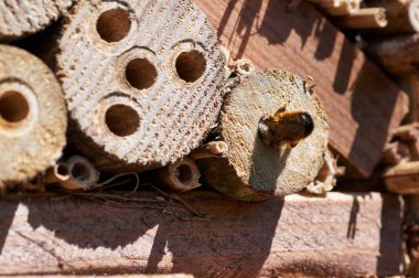 Kırmızı Mason arı potansiyel bir yuvalama sitesi teftiş