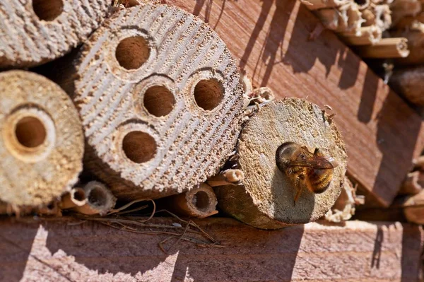 Red Mason abelha inspecionando um local de nidificação potencial — Fotografia de Stock