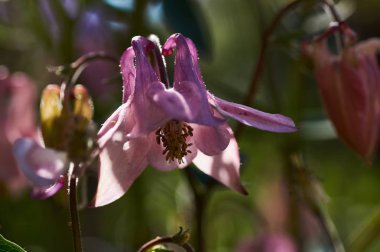 Aquilegia ortak adları: büyükanne nin kaputu, columbine, ormanlık.