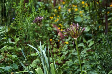 Dev soğan Allium Giganteum çiçeklenme. Çiçek açması Allium çiçek birkaç topları.