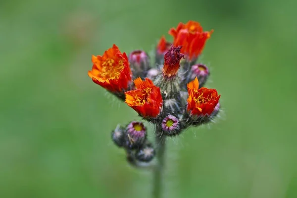 Fleurs sauvages, asclépiade orange. Hieracium aurantiacum . — Photo