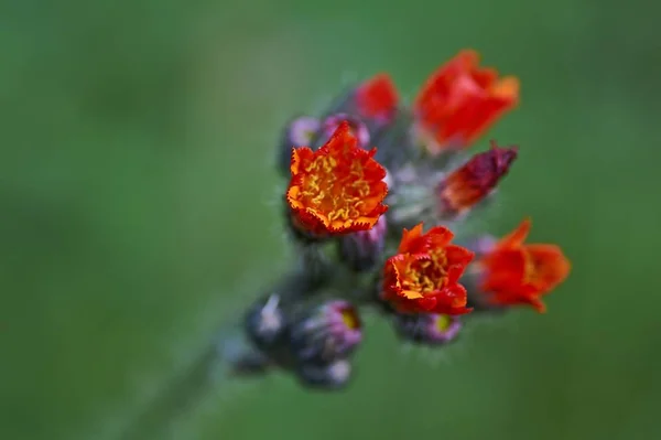 Fleurs sauvages, asclépiade orange. Hieracium aurantiacum . — Photo