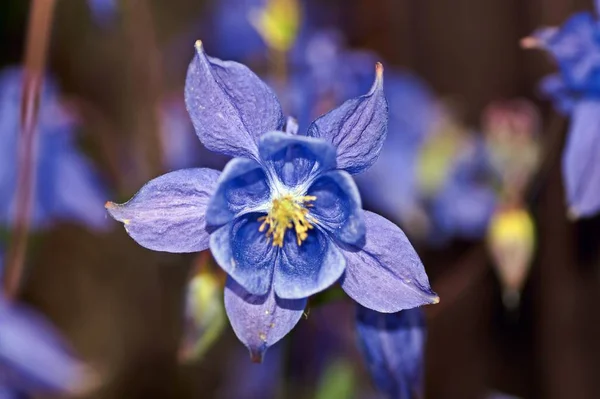 Aquilegia common names: granny's bonnet, columbine , woodlands. — Stock Photo, Image