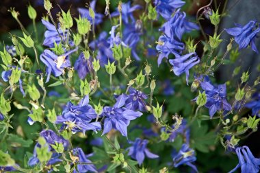 Aquilegia ortak adları: büyükanne nin kaputu, columbine, ormanlık.