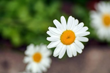 Renkli arka planda löanthemum vulgare çiçeği