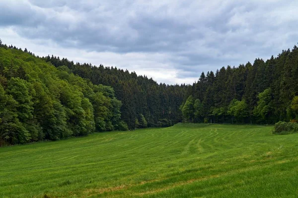 Camino en un hermoso bosque por la mañana — Foto de Stock