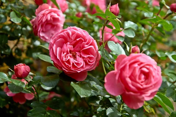 Rosa de coral flor en el jardín de rosas. Vista superior. Enfoque suave. —  Fotos de Stock