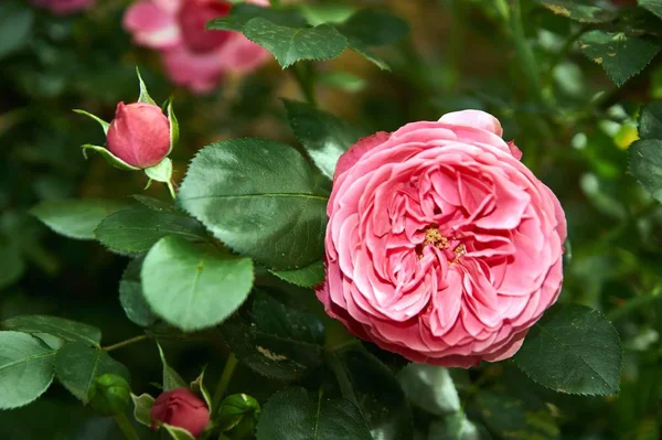 Rosa de coral flor en el jardín de rosas. Vista superior. Enfoque suave. —  Fotos de Stock