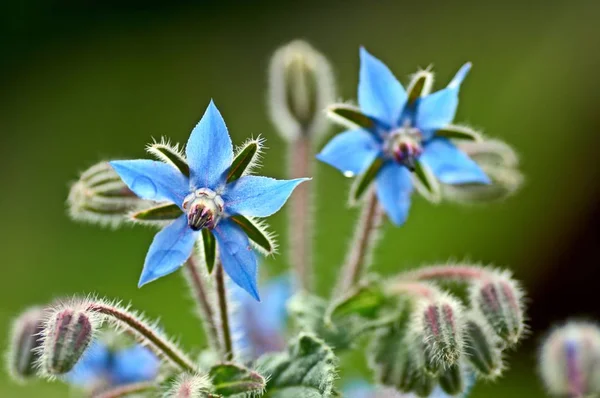 Borage borago officinalis starflower edible flower with bright blue petals on natural green background — Stock Photo, Image