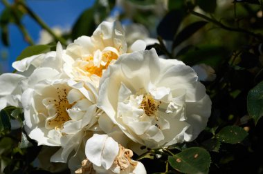 Renkli, güzel, bahçede narin bir gül