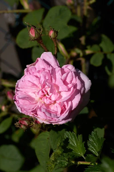 Κοραλί τριαντάφυλλο στον κήπο με τριαντάφυλλα. Στο πάνω μέρος. Μαλακή εστίαση. — Φωτογραφία Αρχείου