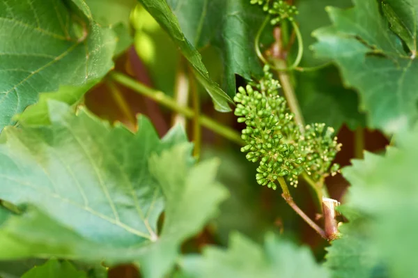 Vitis vinifera rozmieszczenie skał, wydłużone, rispen-jak kwiatostan winorośli na jeden-letni strzelać — Zdjęcie stockowe