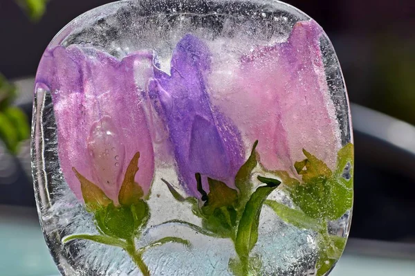 Fleurs congelées dans un glaçon Texture glacée.Glace avec fleurs.Fond floral abstrait . — Photo