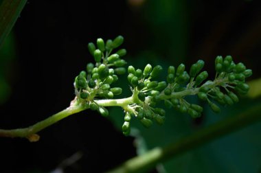 Vitis vinifera kayalıkların düzenlenmesi, bir yaşındaki ateş üzerinde asma, uzamış, rispen benzeri çiçeklenme