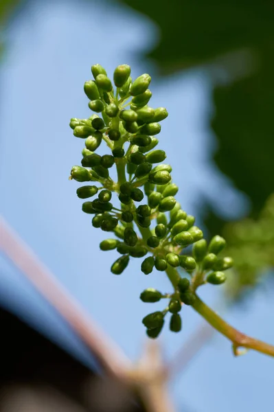 Vitis vinifera rozmieszczenie skał, wydłużone, rispen-jak kwiatostan winorośli na jeden-letni strzelać — Zdjęcie stockowe