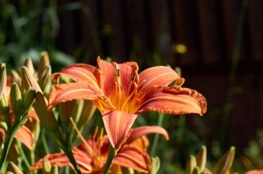 Portakal daylily Hemerocallis fulva bahçede çiçek lenme