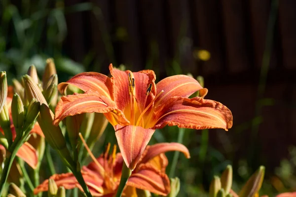 庭に咲くオレンジ色の日の出るヘメロカリスフルバ — ストック写真