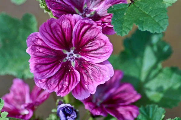 盛开的冬青花阿尔西亚玫瑰和萌芽花与模糊背景的特写。阳光明媚的紫色花. — 图库照片