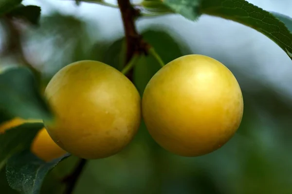 Yellow mirabelle plums. Ripe mirabelle on tree. Organic fruit before harvest in summer. Prunus domestica syriaca — Stock Photo, Image