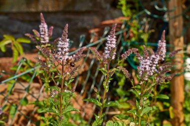 Çiçek açan nane Melissa 'yı kapat. Makro. Sebze arka plan yatay. Mentha piperata. Nane.