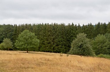 yanardağ landcape, Eifel nazik tepelerde çiçekler ile tahıl alanları