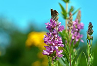 mor loosestrife çiçekleri, Lythrum salicaria, sivri loosestrife, mor lythrum,