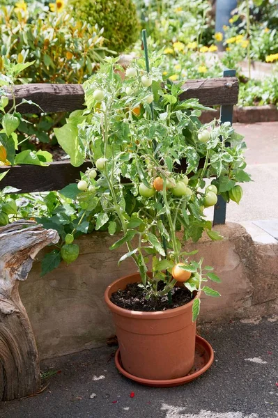 Незрелые зеленые помидоры, растущие на садовом ложе — стоковое фото