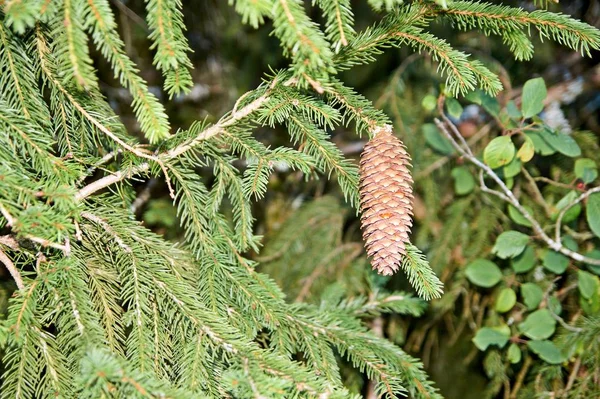 Cone de pinho de Natal de cor bonita em ramos verdes — Fotografia de Stock