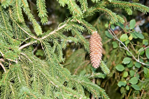 Beautiful color Christmas pine cone on green branches