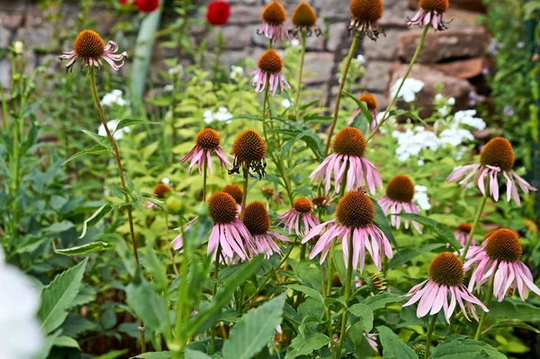 Ein lebhaft wachsendes Fleckchen Echinacea purpurea, auch bekannt als purpurer Sonnenhut. — Stockfoto