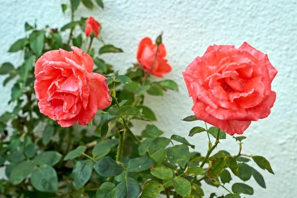 Coral rosa flor no jardim rosas. Vista superior. Foco suave. — Fotografia de Stock