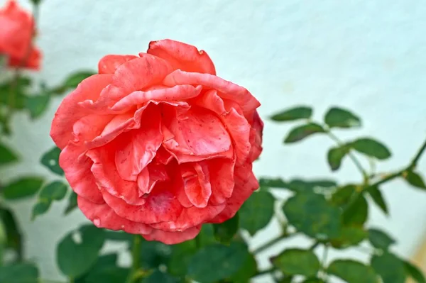 Coral rosa flor no jardim rosas. Vista superior. Foco suave. — Fotografia de Stock