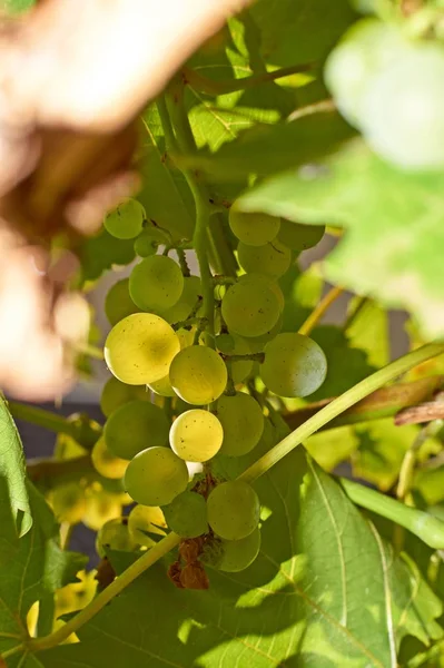 Zielone wino winorośli z liści wykonanych w ogrodzie. — Zdjęcie stockowe